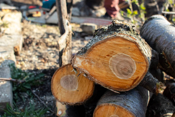 Tree and Shrub Care in Sherrelwood, CO