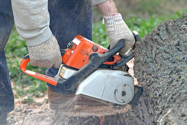 Best Tree Removal  in Sherrelwood, CO